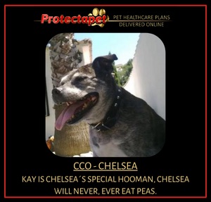 Kay is the Protectapet CCO chief customer officer and her office dog is Chelsea who will never eat peas.